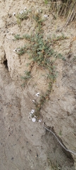 Glandularia parodii