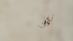 Neoscona theisi