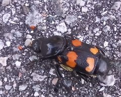 Nicrophorus carolina