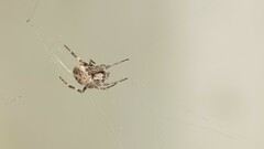 Neoscona theisi