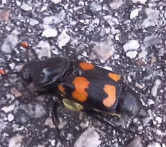 Nicrophorus carolina