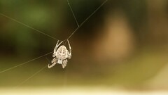 Neoscona theisi