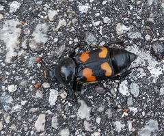 Nicrophorus carolina