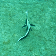 Eques punctatus