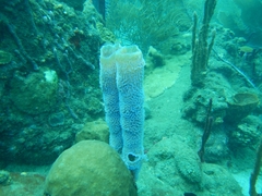 Callyspongia plicifera