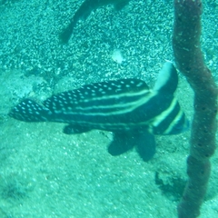Eques punctatus