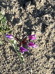 Astragalus crotalariae