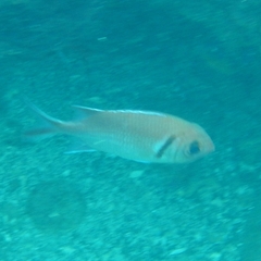 Myripristis jacobus