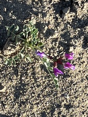 Astragalus crotalariae