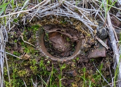Bothriocyrtum californicum