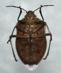 Chlorochroa sayi