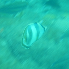 Chaetodon striatus