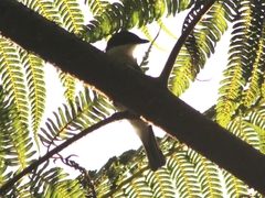 Hemipus hirundinaceus