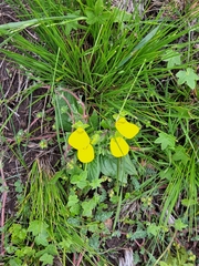 Calceolaria parviflora