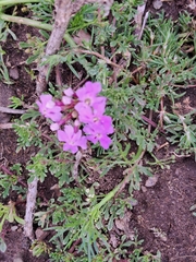 Glandularia tenera