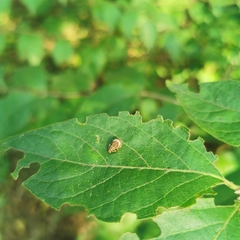 Pseudocneorhinus bifasciatus
