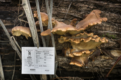Pleurotus populinus