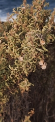 Atriplex lampa