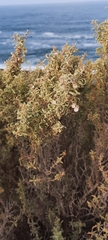 Atriplex lampa
