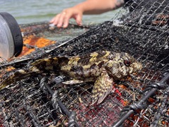 Chironemus marmoratus