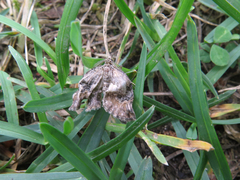 Xanthorhoe quadrifasiata