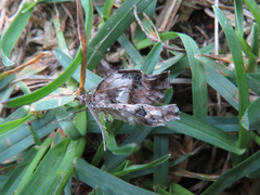 Xanthorhoe quadrifasiata