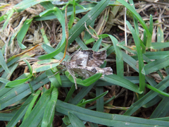Xanthorhoe quadrifasiata