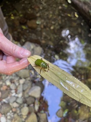 Brachysternus spectabilis