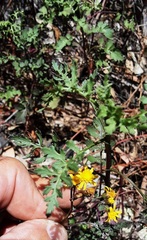 Cineraria lyratiformis