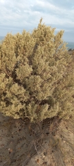 Atriplex lampa