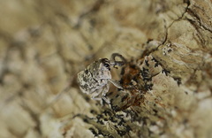 Eutyrhinus meditabundus