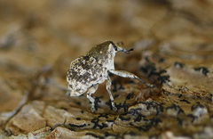 Eutyrhinus meditabundus