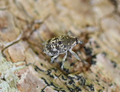 Eutyrhinus meditabundus