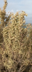 Atriplex lampa
