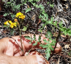 Cineraria lyratiformis