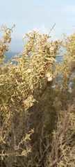 Atriplex lampa