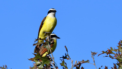 Pitangus sulphuratus