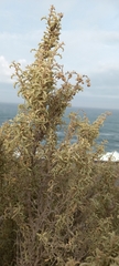 Atriplex lampa