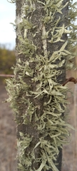 Ramalina