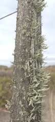 Ramalina
