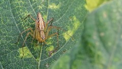Oxyopes hindostanicus