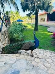 Pavo cristatus