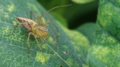 Oxyopes hindostanicus