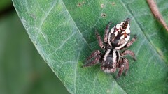 Carrhotus viduus