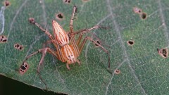 Oxyopes hindostanicus