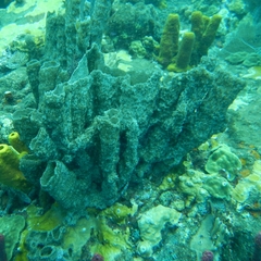 Callyspongia aculeata