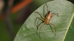 Oxyopes hindostanicus