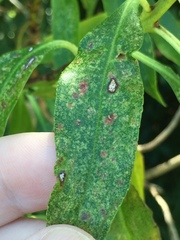Septoria colensoi
