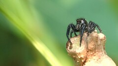 Carrhotus viduus