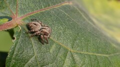 Carrhotus viduus